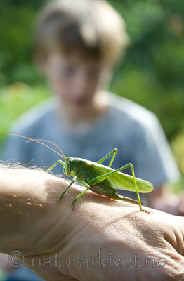 BB 10 0270 / Tettigonia viridissima / Grønn løvgresshoppe